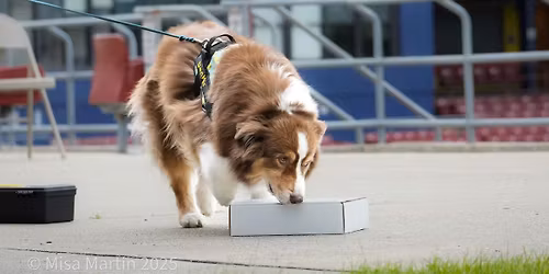 AKC Advanced\/Novice Scent Work Trial