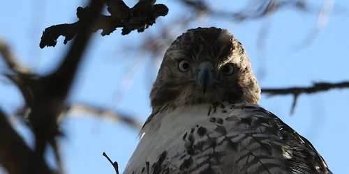 Elmwood Cemetery Bird and History Walk