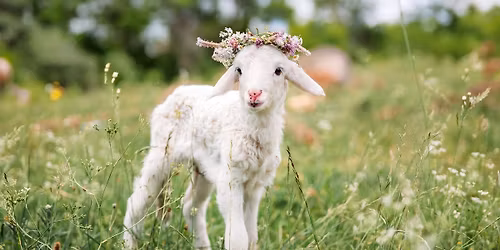 Fr\u00fchlingserwachen in der Wollwerkstatt