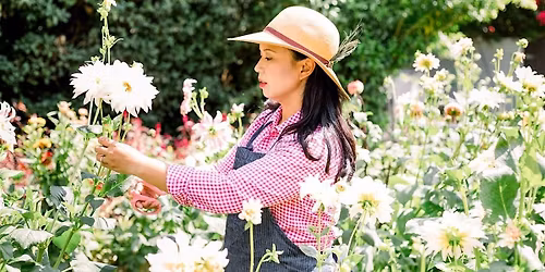 How to Grow Dahlias in Central Florida