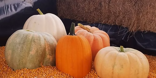 Madrac Farms 16th Annual Pumpkin Patch