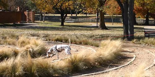 AKC Tracking Trial for Dalmatians (for the DCA 2026 National)