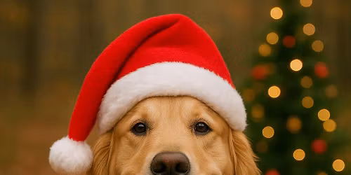 \ud83c\udf84 Cani-Marche Sp\u00e9ciale No\u00ebl \ud83e\udd36 \ud83c\udf85