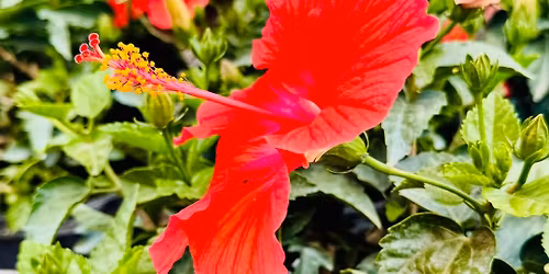 St. Augustine Farmers Market 