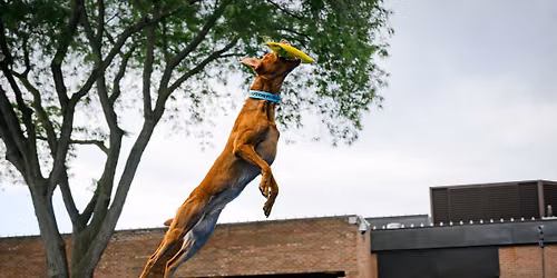 DockDogs\u00ae at Libertyville\u2019s Dog Days of Summer