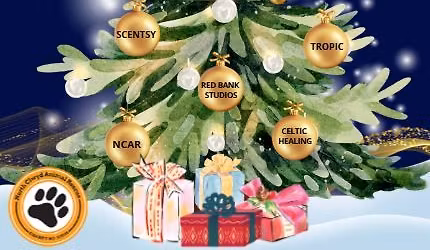 Ladies Shopping and Pamper Evening