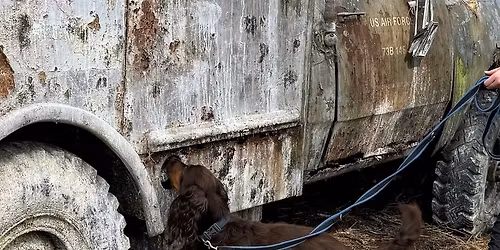 Indication for Scent Detection Workshop - Kidderminster.