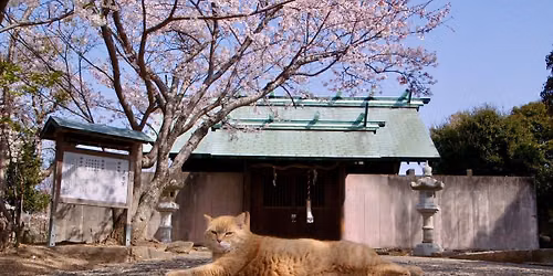 Canterbury Film Society: The Cats of Gok\u014dg\u016b Shrine