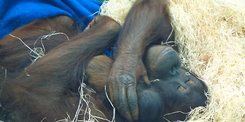 Mums Go Free for Mother's Day Weekend