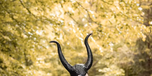 Poh\u00e1dkov\u00fd les s Mozaikou 2026