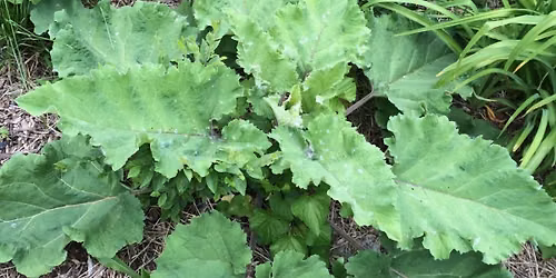 Stroll with Shovels - Burdock Patrol south of Maryland Ave