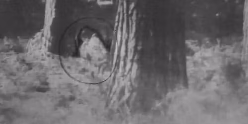 Black Eyed Children Cannock Interactive Ghost Walk with Haunting Nights