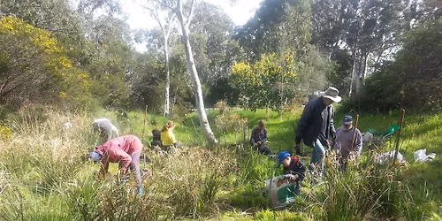 Wadmore Park \/ Pulyonna Wirra working bee