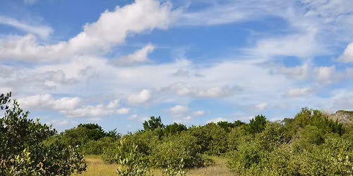 Mangroves in Motion: Ripple Effects and Underwater Secrets