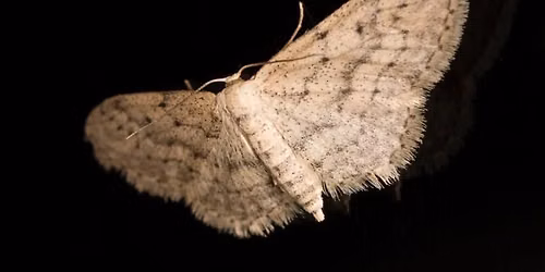 What Flies at Night: Mothing with the Mississippians