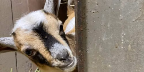 Goat Yoga Event!