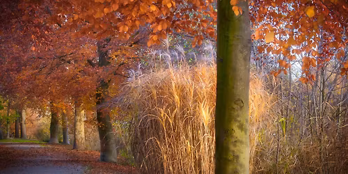 Grief Support Group - Springdale