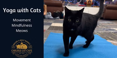 Yoga with Cats