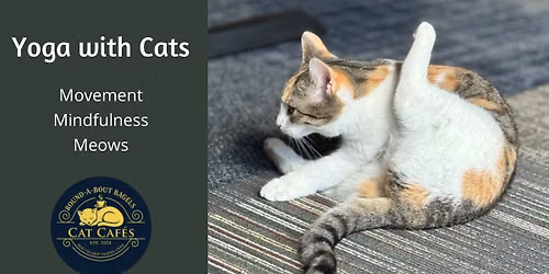 Yoga with Cats
