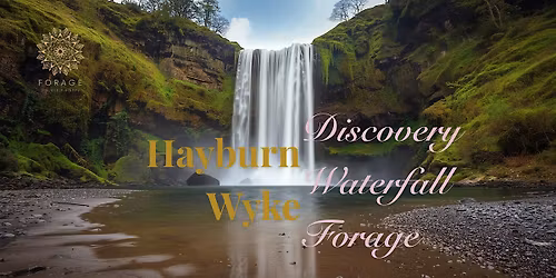 Waterfall Foraging & Coastal Forest Therapy Experience | Hayburn Wyke