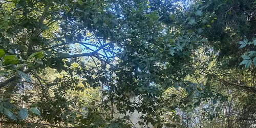 Autumn Sound & Movement Day Retreat