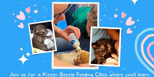 Kitten Bottle Feeding Class