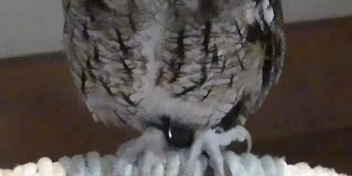 Bird Talk & Tour: Birds of Prey