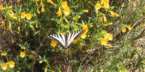 Mother's Day Wildflower Walk