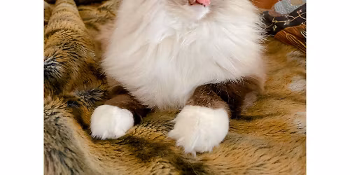 Kissakansan oma tapahtuma!