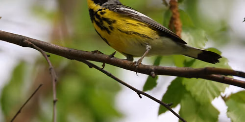 Fall Migration Bird Walk