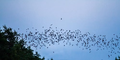 Bats of Nebraska (W. Clarke Swanson Branch)