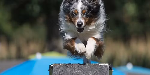 VEA Borken Agility Turnier 2026