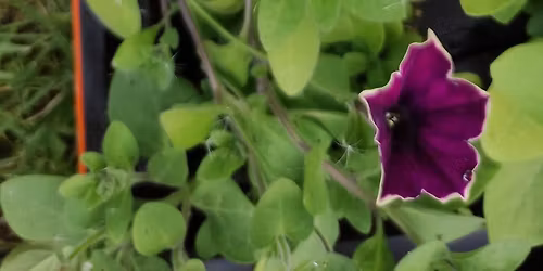 5th Kettering Scout Group Plant Sale