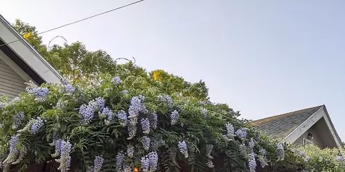 Wisteria Wishes and Tasty Teas