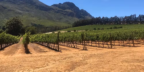 Pristine Vin - club tasting