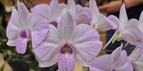 Bankstown Orchid Society Winter Show