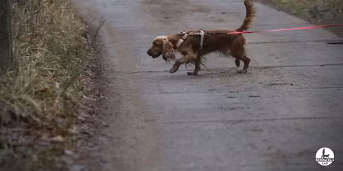 \u015aWINOUJ\u015aCIE: Trening tropienia (mantrailingu)