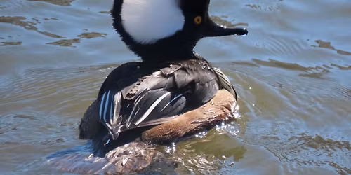 Weird Duck Season Walk