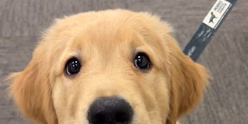 A.K.C. Star Puppy Classes