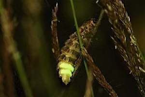 Evening Walk to Search for Glow Worms