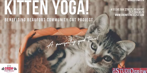 \ud83d\udc3e Kitten Yoga \u2014 Benefiting Beaufort Community Cat Project