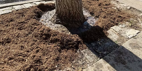 Our TREE Care and Street Clean Up! -Cauldwell  to St. Ann's Ave, S Bronx!