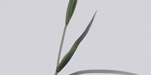 Retreat Day: Meditation and Buddhism