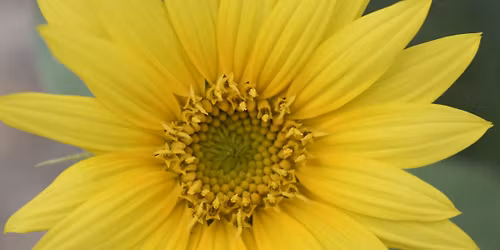 Green Thumb Gardening Group Gathering