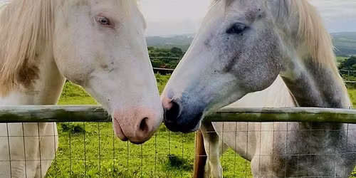 Horse interaction and feeding 