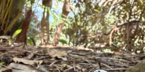 Paints & Pints - Grubs