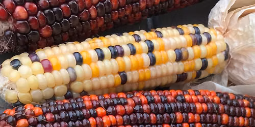 Harvest Celebration! - Smeck Park