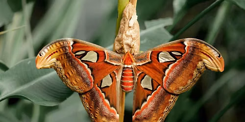 Atlas Moth Pinning - ADVANCED