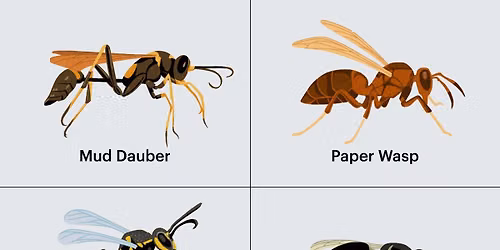 WASP