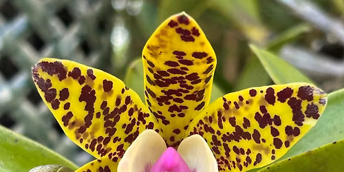Plant and Care for Your Orchid